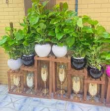 زراعة أشجار ونباتات زينة: دليل كامل للعناية بالنباتات